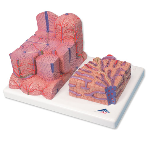 3B MICROanatomy™肝模型