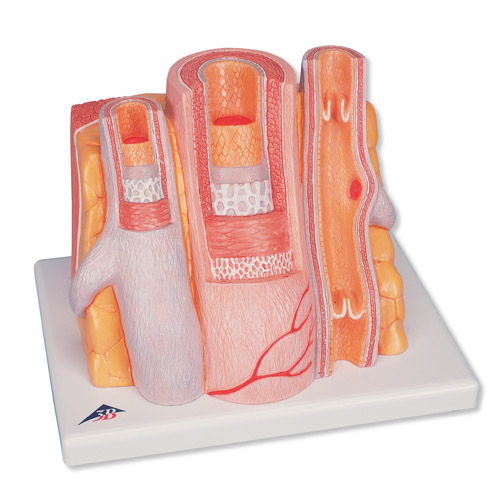 3B MICROanatomy™動脈和靜脈